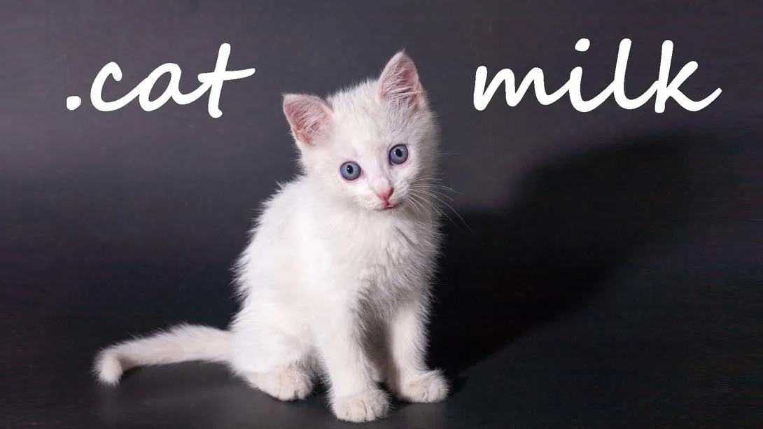 猫奶 Cat Milk封面图